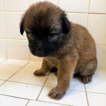 Junist Priest -  German Shepherd Dog Dog for Adoption in Fosters, Alabama - Junist Priest | PetCurious