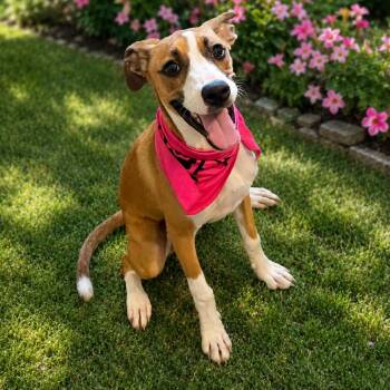 Saffy -  Boxer and Mixed Breed Dog for Adoption in Metamora, Michigan - Saffy | PetCurious