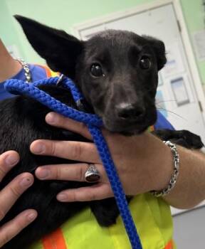 Wilder -  German Shepherd Dog Dog for Adoption in Bedford, Indiana - Wilder | PetCurious