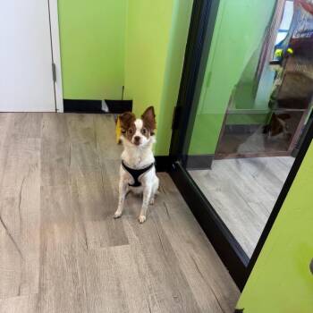 Chihuahua Dogs Available for Adoption in Emporia, Kansas - Gysmo | PetCurious