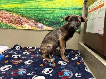 A554035 -  German Shepherd Dog and Mixed Breed Dog for Adoption in Moreno Valley, California - A554035 | PetCurious