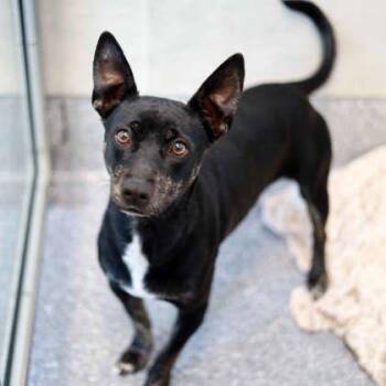 Rat Terrier and Mixed Breed Dogs Available for Adoption - Pedro | PetCurious