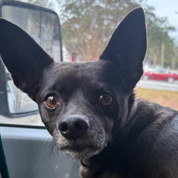Chihuahua Dogs Available for Adoption - Baxter | PetCurious