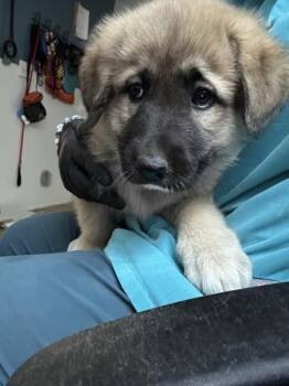 Madeline -  Great Pyrenees Dog for Adoption in Silverdale, Washington - Madeline | PetCurious