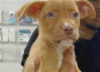 A475818 -  Pit Bull Terrier and Labrador Retriever Dog for Adoption in Oklahoma City, Oklahoma - A475818 | PetCurious
