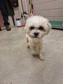 Rescue Maltese and Poodle Dogs for Adoption in Valley View, Ohio - Onesie | PetCurious