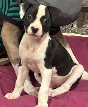 Posey -  Pit Bull Terrier Dog for Adoption in Carmel Hamlet, New York - Posey | PetCurious