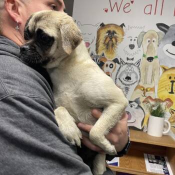 Mixed Breed Dogs Available for Adoption in Dickinson, Texas - Sprout | PetCurious