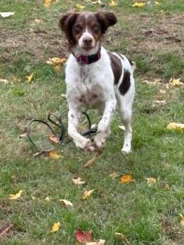 Rescue Brittany Spaniel Dogs for Adoption in Sugar Grove, Illinois - MAIZE - 20042472 - MI | PetCurious