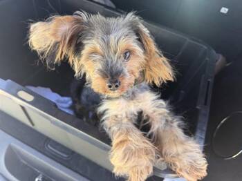 CRUNCHWRAP -  Yorkshire Terrier and Mixed Breed Dog for Adoption in Ontario, California - CRUNCHWRAP | PetCurious