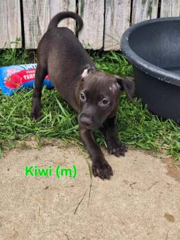 Kiwi -  Mixed Breed Dog for Adoption in Union Grove, Wisconsin - Kiwi | PetCurious