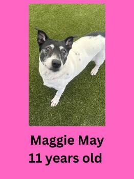 Maggie May -  Jack Russell Terrier Dog for Adoption in Ravenna, Ohio - Maggie May | PetCurious