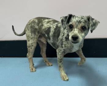 Ollie -  Poodle Dog for Adoption in Catlettsburg, Kentucky - Ollie | PetCurious