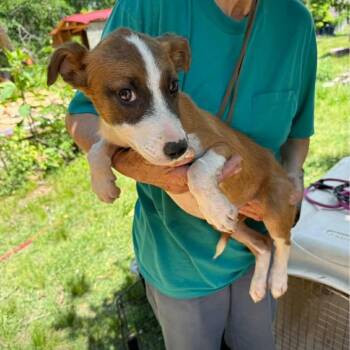 Mixed Breed Dogs Available for Adoption - Brittany Ann | PetCurious