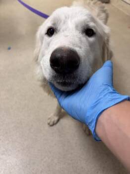 A1934163 -  German Shepherd Dog Dog for Adoption in Riverside, California - A1934163 | PetCurious