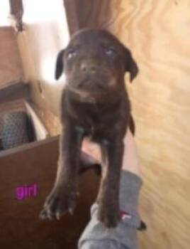 Mixed Breed Dogs Available for Adoption in West Chester, Pennsylvania - Mink | PetCurious