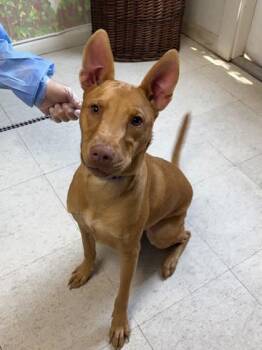 Olive -  Shepherd and Terrier Dog for Adoption in San Antonio, Texas - Olive | PetCurious