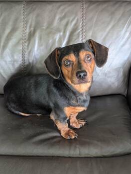 Bones -  Miniature Dachshund Dog for Adoption in Baton Rouge, Louisiana - Bones | PetCurious