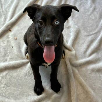 Husky Dogs Available for Adoption in South Elgin, Illinois - Minnie | PetCurious