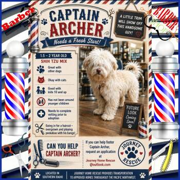 Captain Archer -  Shih Tzu Dog for Adoption in East Wenatchee, Washington - Captain Archer | PetCurious