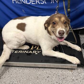 Eleven -  Labrador Retriever and Australian Shepherd Dog for Adoption in Kanab, Utah - Eleven | PetCurious