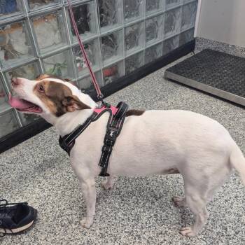 Pebbles -  Rat Terrier and Mixed Breed Dog for Adoption in Kingman, Kansas - Pebbles | PetCurious