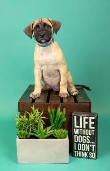635-26 -  Shepherd Dog for Adoption in Brighton, Colorado - 635-26 | PetCurious