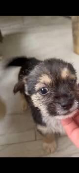 Elena -  Yorkshire Terrier and West Highland White Terrier Westie Dog Available for Adoption - Elena | PetCurious