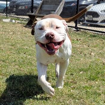 Pit Bull Terrier and Mixed Breed Dogs Available for Adoption in Houston, Texas - DEXTER | PetCurious