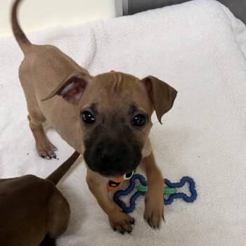 Rhaenyra -  Pit Bull Terrier Dog for Adoption in Pekin, Illinois - Rhaenyra | PetCurious