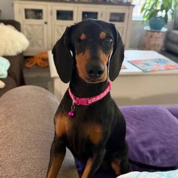 Kiki C-34118 -  Dachshund Dog for Adoption in Oklahoma City, Oklahoma - Kiki C-34118 | PetCurious