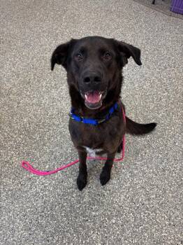 Labrador Retriever Dogs Available for Adoption in Liverpool, New York - Hershey | PetCurious