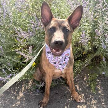 Granger -  Shepherd Dog for Adoption in Northbrook, Illinois - Granger | PetCurious
