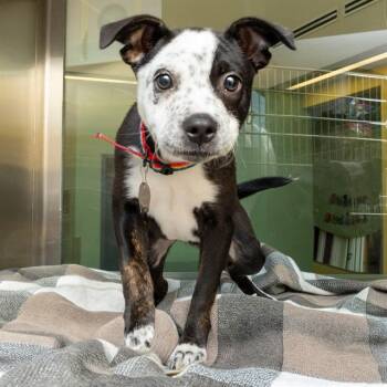 HONEY -  Australian Cattle Dog Blue Heeler and Mixed Breed Dog for Adoption in St. Louis, Missouri - HONEY | PetCurious