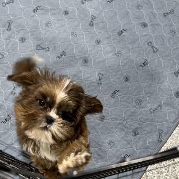 Shih Tzu Dogs Available for Adoption - Baby Presley  | PetCurious