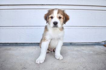 Rescue Great Pyrenees and Pit Bull Terrier Dogs for Adoption in Frisco, Texas - Xavier | PetCurious