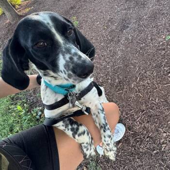 Chess -  German Shorthaired Pointer and Mixed Breed Dog for Adoption in Falls Church, Virginia - Chess | PetCurious