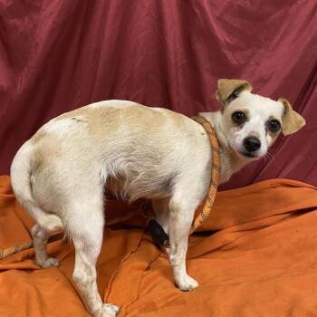 Rescue Chihuahua and Mixed Breed Dogs for Adoption in Modesto, California - FAITH | PetCurious