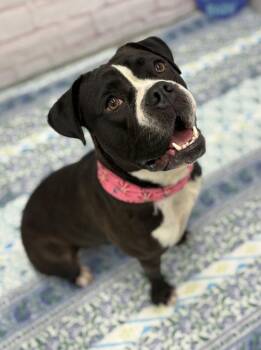 Go-Go -  Mixed Breed Dog for Adoption in Detroit, Michigan - Go-Go | PetCurious