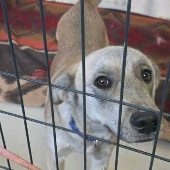 Rescue Shepherd Dogs for Adoption in Clanton, Alabama - Jasmine "Nova" | PetCurious