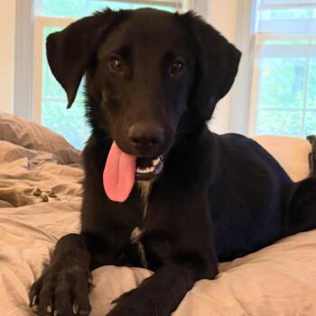 Kiara -  Labrador Retriever Dog for Adoption in Raleigh, North Carolina - Kiara | PetCurious
