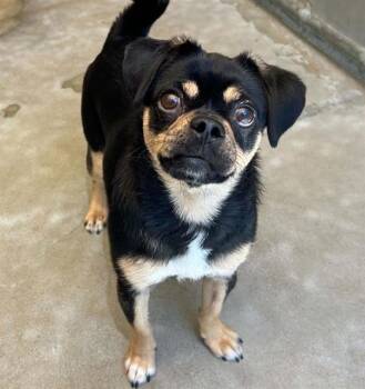 HAZEL -  Chihuahua and Pug Dog for Adoption in Salinas, California - HAZEL | PetCurious