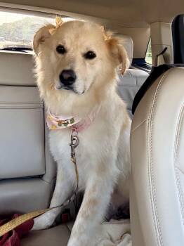 Mrs. Turner -  Great Pyrenees and Golden Retriever Dog for Adoption in Oswego, Illinois - Mrs. Turner | PetCurious