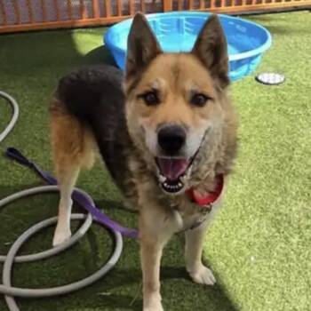 Rescue German Shepherd Dog and Siberian Husky Dogs for Adoption in Pahrump, Nevada - Lobo | PetCurious