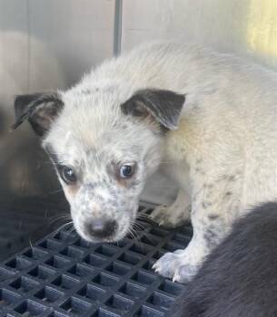 KHI -  Mixed Breed Dog for Adoption in Dallas, Texas - KHI | PetCurious