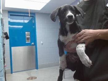 COPPER -  Labrador Retriever and Mixed Breed Dog for Adoption in Albuquerque, New Mexico - COPPER | PetCurious