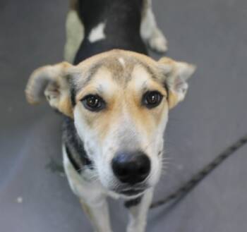 Rescue Hound and Mixed Breed Dogs for Adoption in Picayune, Mississippi - Chuck | PetCurious