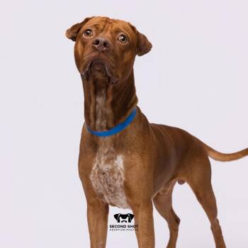 Stevie -  Terrier Dog for Adoption in Tampa, Florida - Stevie | PetCurious