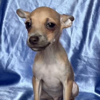 JUDE -  Chihuahua Dog for Adoption in Rowland Heights, California - JUDE | PetCurious
