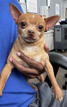 Mixed Breed Dogs Available for Adoption in Dallas, Texas - TATER | PetCurious
